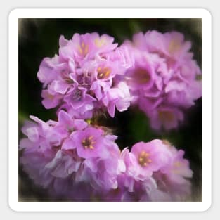 Sea Thrift Sticker